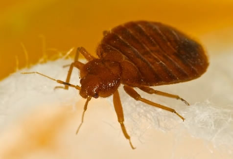 Large image of a bedbug.