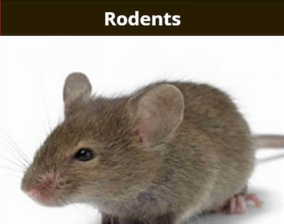 Rodents - picture of a mouse.