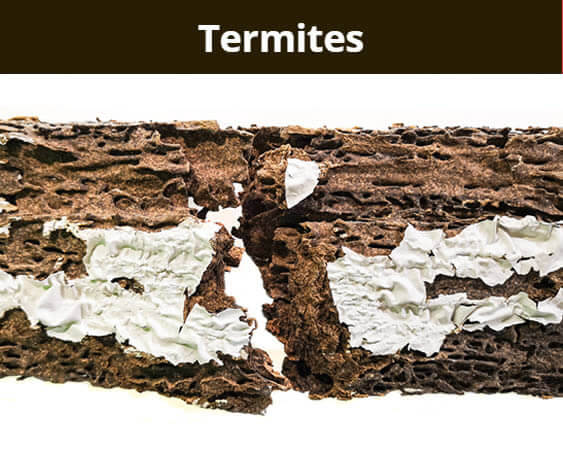 Image showing termite damage